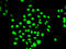 Elongation Factor Tu GTP Binding Domain Containing 2 antibody, LS-C346198, Lifespan Biosciences, Immunofluorescence image 