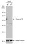 Coronin 1C antibody, NBP1-31283, Novus Biologicals, Western Blot image 