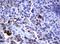 Fc Fragment Of IgE Receptor II antibody, NBP2-45624, Novus Biologicals, Immunohistochemistry frozen image 