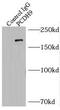 Protocadherin 9 antibody, FNab06197, FineTest, Immunoprecipitation image 