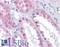 Thioesterase Superfamily Member 4 antibody, LS-B5009, Lifespan Biosciences, Immunohistochemistry frozen image 