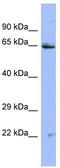 Zinc Finger Protein 284 antibody, TA343715, Origene, Western Blot image 