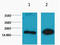 Histone H3 antibody, STJ97012, St John