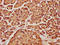 Cyclin D2 antibody, LS-C375408, Lifespan Biosciences, Immunohistochemistry frozen image 