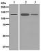Pyruvate Carboxylase antibody, ab128952, Abcam, Western Blot image 