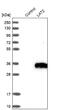 NTAL antibody, NBP1-89661, Novus Biologicals, Western Blot image 