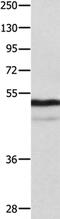 Nucleosome Assembly Protein 1 Like 1 antibody, PA5-50242, Invitrogen Antibodies, Western Blot image 