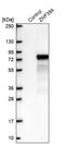 Zinc Finger Protein 394 antibody, PA5-62996, Invitrogen Antibodies, Western Blot image 