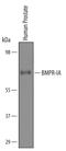 Bone Morphogenetic Protein Receptor Type 1A antibody, AF346, R&D Systems, Western Blot image 