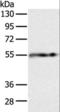 Perilipin 1 antibody, LS-C403422, Lifespan Biosciences, Western Blot image 