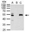Paired Box 8 antibody, GTX101583, GeneTex, Immunoprecipitation image 