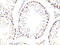 Twist Family BHLH Transcription Factor 1 antibody, 16-126, ProSci, Immunohistochemistry frozen image 