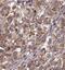 Serine/Threonine Kinase 3 antibody, FNab08329, FineTest, Immunohistochemistry frozen image 