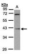 Mitochondrial Ribosomal Protein S22 antibody, GTX106558, GeneTex, Western Blot image 