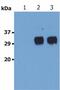 Leukocyte Specific Transcript 1 antibody, LS-B4503, Lifespan Biosciences, Western Blot image 