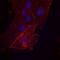 CD44 antibody, AF6127, R&D Systems, Immunofluorescence image 