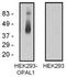 WW Domain Binding Protein 1 Like antibody, AM26768RP-N, Origene, Western Blot image 