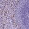 Leucine Zipper Like Transcription Regulator 1 antibody, HPA071248, Atlas Antibodies, Immunohistochemistry frozen image 