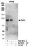 DAB Adaptor Protein 2 antibody, A304-001A, Bethyl Labs, Immunoprecipitation image 