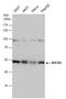Nucleobindin 2 antibody, GTX130943, GeneTex, Western Blot image 