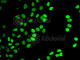 Septin 7 antibody, A6883, ABclonal Technology, Immunofluorescence image 