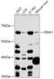 OMA1 Zinc Metallopeptidase antibody, 15-542, ProSci, Western Blot image 