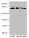 Calcium-binding and coiled-coil domain-containing protein 1 antibody, LS-C682090, Lifespan Biosciences, Western Blot image 