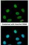 Flap Structure-Specific Endonuclease 1 antibody, MA1-23228, Invitrogen Antibodies, Immunofluorescence image 