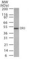 TNF Receptor Superfamily Member 25 antibody, PA1-41399, Invitrogen Antibodies, Western Blot image 