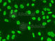 MutS Homolog 6 antibody, A0983, ABclonal Technology, Immunofluorescence image 