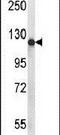 GPI ethanolamine phosphate transferase 1 antibody, PA5-26755, Invitrogen Antibodies, Western Blot image 