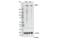 Centromere Protein E antibody, 96351S, Cell Signaling Technology, Western Blot image 