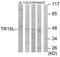 RELT TNF Receptor antibody, TA315947, Origene, Western Blot image 