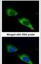 Myotubularin Related Protein 9 antibody, PA5-21901, Invitrogen Antibodies, Immunofluorescence image 