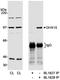 DEAH-Box Helicase 15 antibody, A300-390A, Bethyl Labs, Immunoprecipitation image 