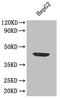 Apolipoprotein L1 antibody, LS-C375243, Lifespan Biosciences, Western Blot image 