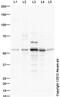 Transforming Growth Factor Beta 2 antibody, ab113670, Abcam, Western Blot image 