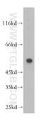 Calsequestrin 2 antibody, 18422-1-AP, Proteintech Group, Western Blot image 