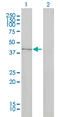 TRNA Aspartic Acid Methyltransferase 1 antibody, LS-C197067, Lifespan Biosciences, Western Blot image 