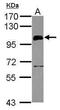 E3 ubiquitin-protein ligase UHRF1 antibody, PA5-27969, Invitrogen Antibodies, Western Blot image 