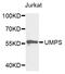 Uridine Monophosphate Synthetase antibody, abx004209, Abbexa, Western Blot image 