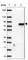 Ankyrin Repeat Domain 13B antibody, HPA051886, Atlas Antibodies, Western Blot image 
