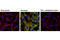 Ribosomal Protein S6 Kinase A3 antibody, 11989S, Cell Signaling Technology, Immunofluorescence image 