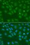 Origin Recognition Complex Subunit 6 antibody, GTX65816, GeneTex, Immunofluorescence image 