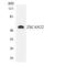 Zinc Finger And SCAN Domain Containing 22 antibody, LS-C292235, Lifespan Biosciences, Western Blot image 