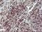 Interleukin 10 Receptor Subunit Alpha antibody, MA5-26291, Invitrogen Antibodies, Immunohistochemistry frozen image 