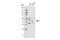 Carbonic Anhydrase 9 antibody, 5648S, Cell Signaling Technology, Western Blot image 