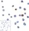 Lymphocyte Activating 3 antibody, RF16087, ProSci, Immunocytochemistry image 