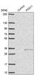 Pregnancy Specific Beta-1-Glycoprotein 11 antibody, PA5-59926, Invitrogen Antibodies, Western Blot image 