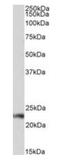 CD3g Molecule antibody, orb198490, Biorbyt, Western Blot image 